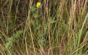 Smal käringtand, Lotus tenuis