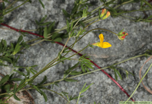 Smal käringtand, Lotus tenuis