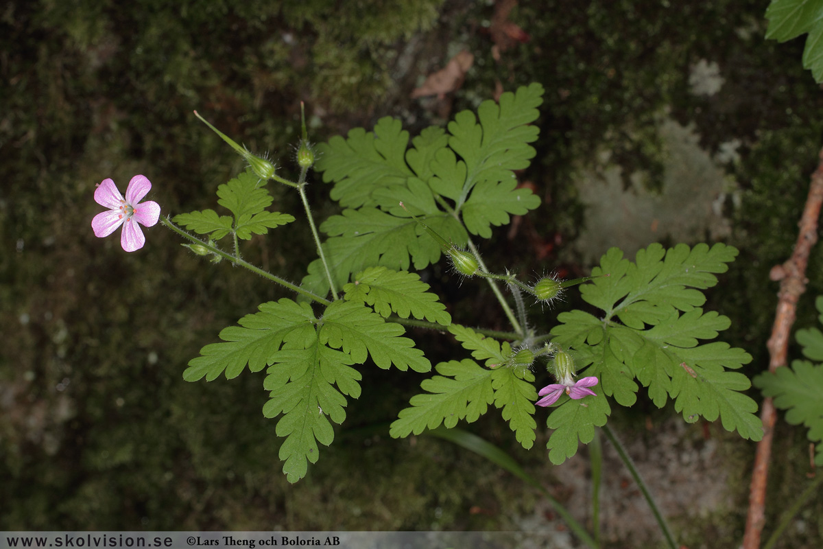 Ängsnäva, Geranium pratense