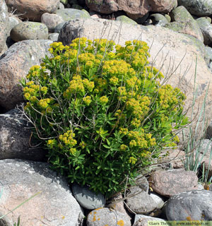 Kärrtörel, Euphorbia palustris