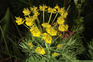 Vårtörel, Euphorbia cyparissias