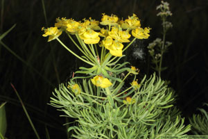 Vårtörel, Euphorbia cyparissias