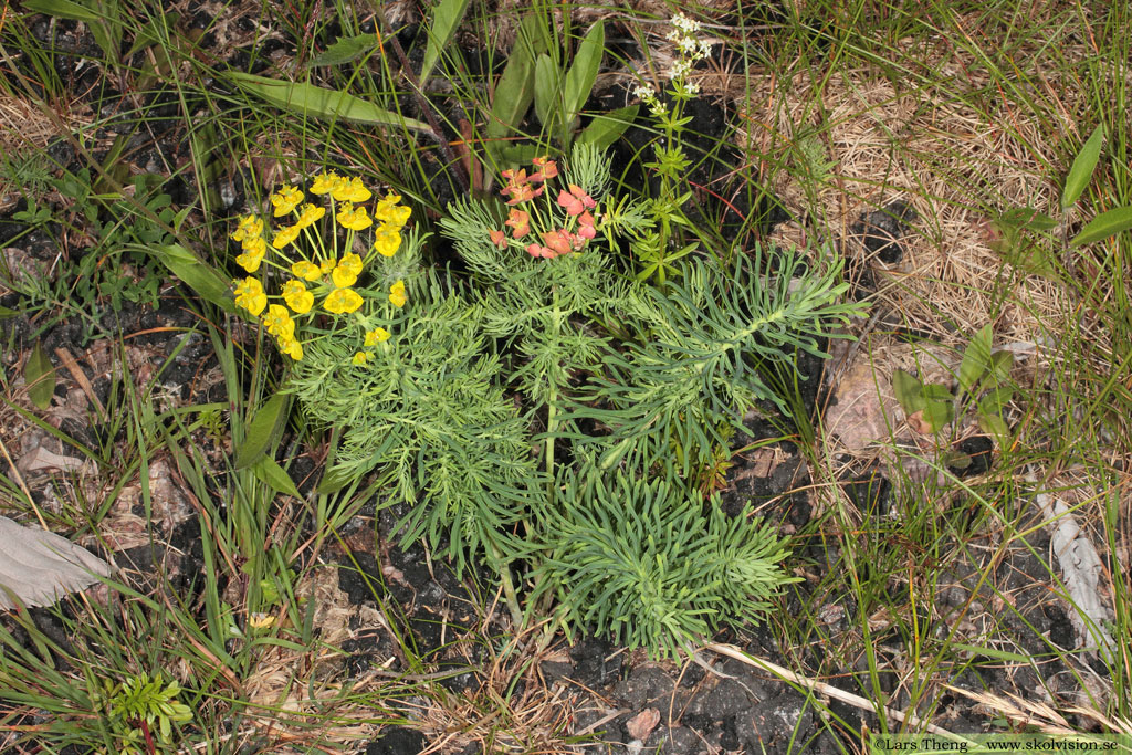 Vårtörel, Euphorbia cyparissias