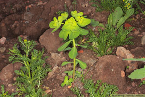 Revormstörel, Euphorbia helioscopia