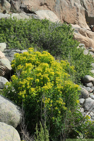 Kärrtörel, Euphorbia palustris