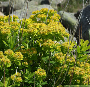 Kärrtörel, Euphorbia palustris