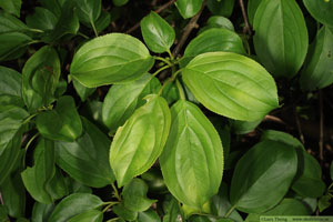 Getapel, Rhamnus cathartica