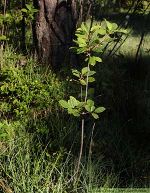 Brakved, Frangula alnus