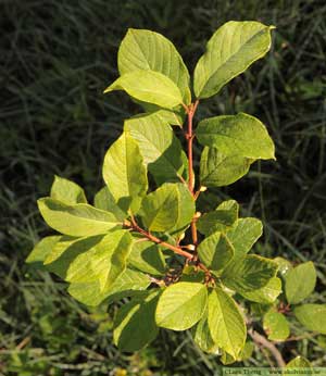 Brakved, Frangula alnus