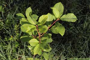 Brakved, Frangula alnus