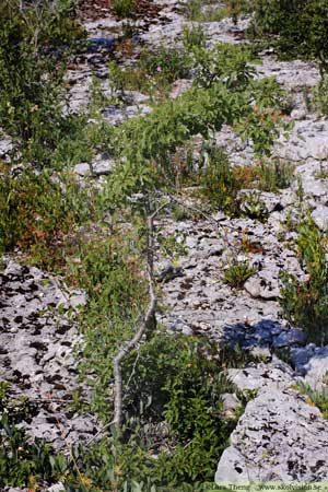 Getapel, Rhamnus cathartica