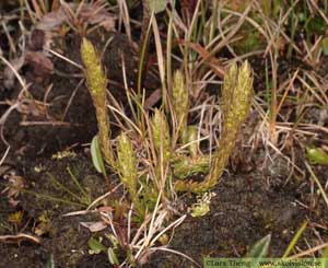 Selaginella