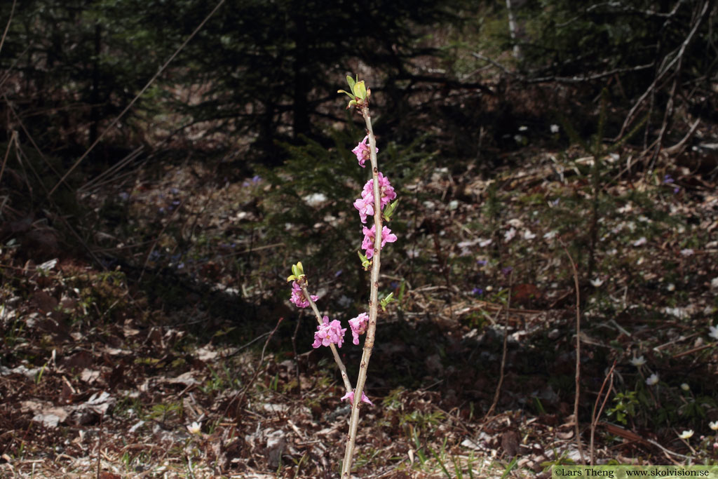 Tibast, Daphne mezereum