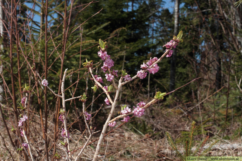 Tibast, Daphne mezereum