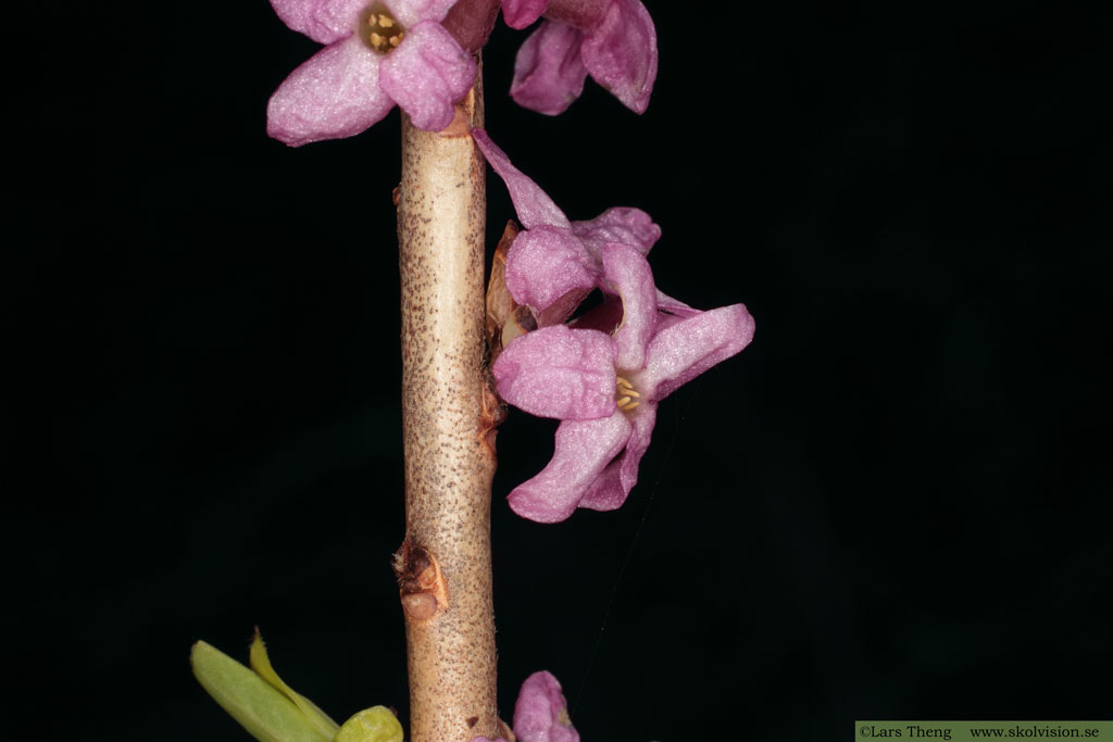 Tibast, Daphne mezereum