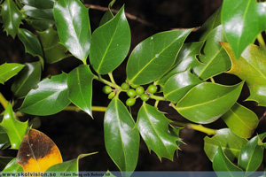 Järnek, Ilex aquifolium