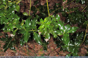 Järnek, Ilex aquifolium