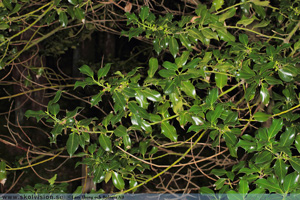 Järnek, Ilex aquifolium