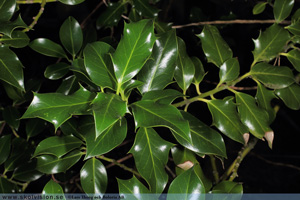 Järnek, Ilex aquifolium