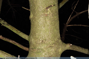 Järnek, Ilex aquifolium