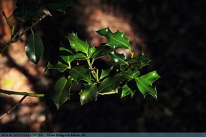 Järnek, Ilex aquifolium