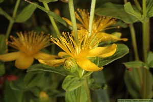 Äkta johannesört, Hypericum perforatum