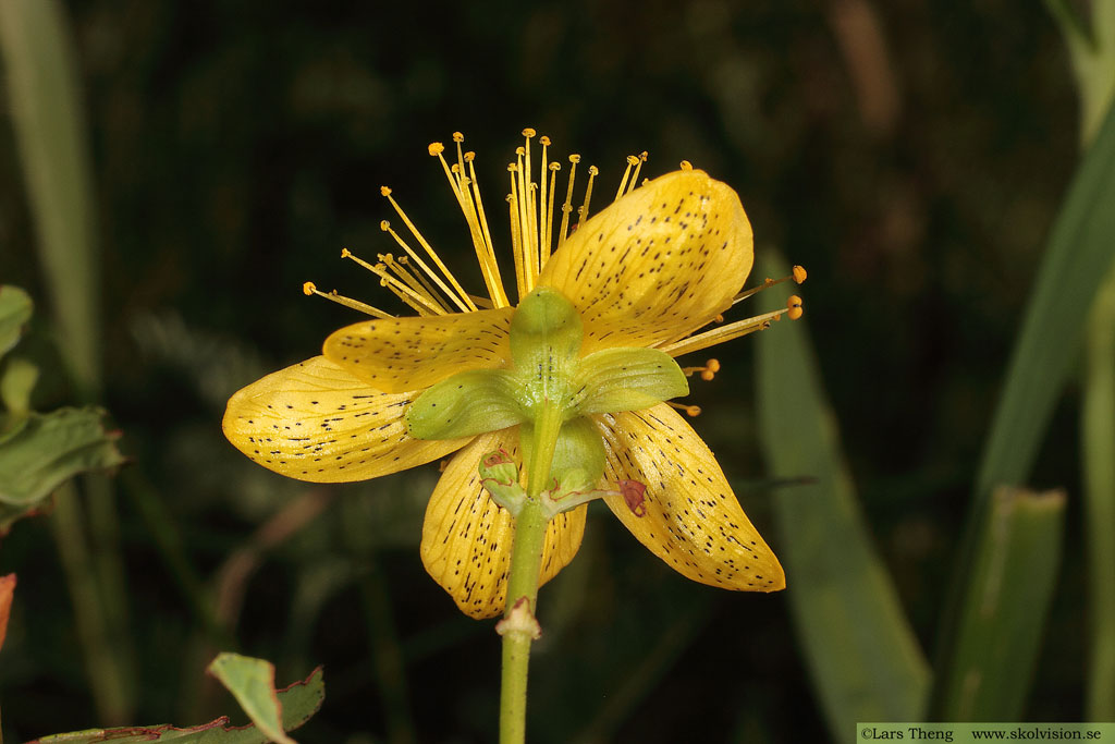 Fyrkantig johannesört, Hypericum maculatum