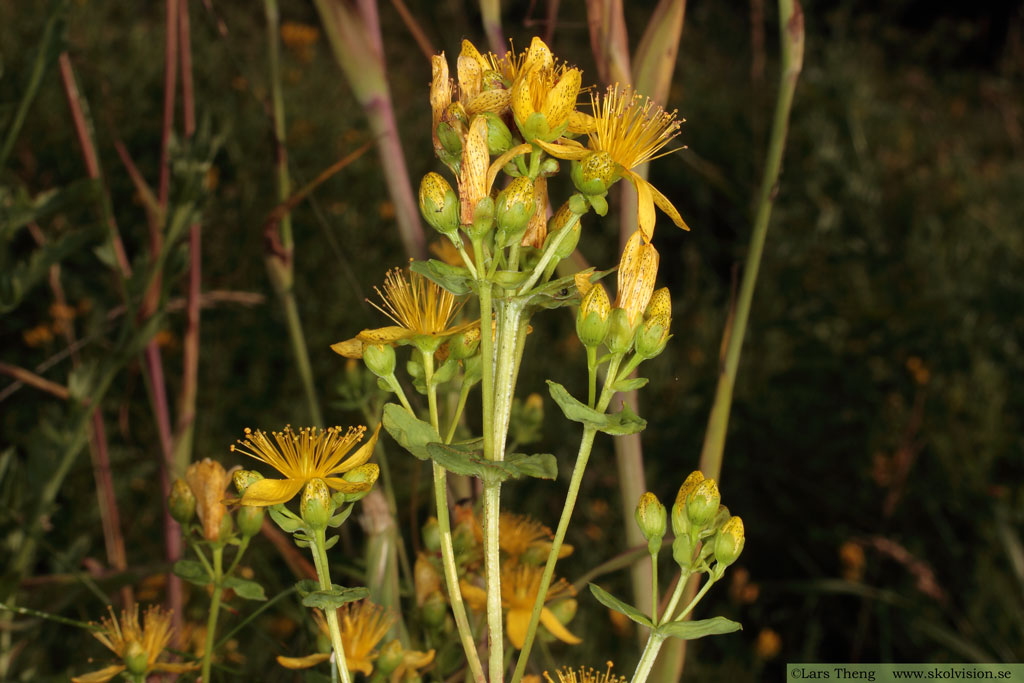 Fyrkantig johannesört, Hypericum maculatum