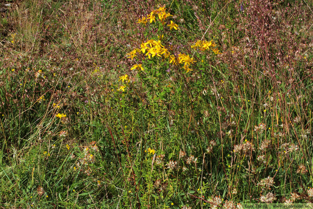 Äkta johannesört, Hypericum perforatum