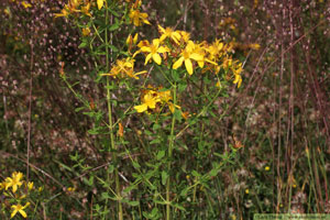 Äkta johannesört, Hypericum perforatum