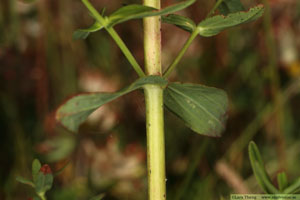 Äkta johannesört, Hypericum perforatum