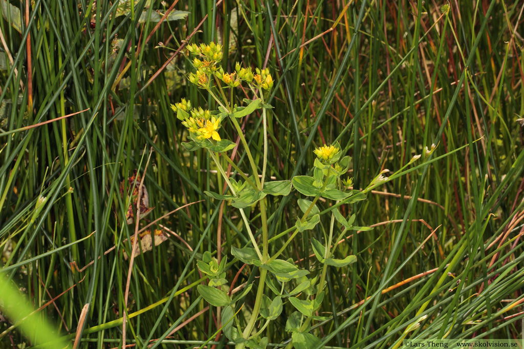 Fyrkantig johannesört, Hypericum maculatum