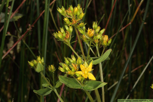 Kärrjohannesört, Hypericum tetrapterum