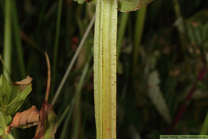 Kärrjohannesört, Hypericum tetrapterum