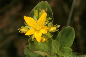 Kärrjohannesört, Hypericum tetrapterum