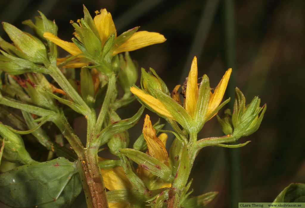 Fyrkantig johannesört, Hypericum maculatum