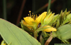 Kärrjohannesört, Hypericum tetrapterum