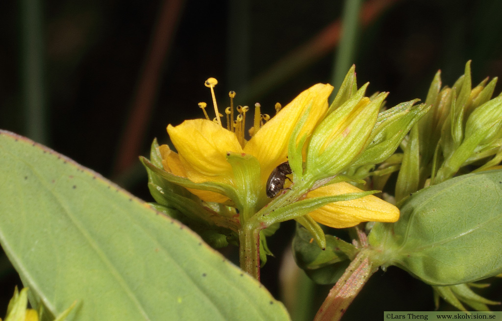 Fyrkantig johannesört, Hypericum maculatum