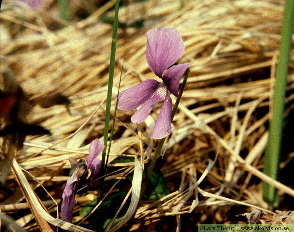 Sumpviol, Viola uliginosa