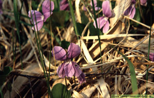 Styvmorsviol, Viola tricolor