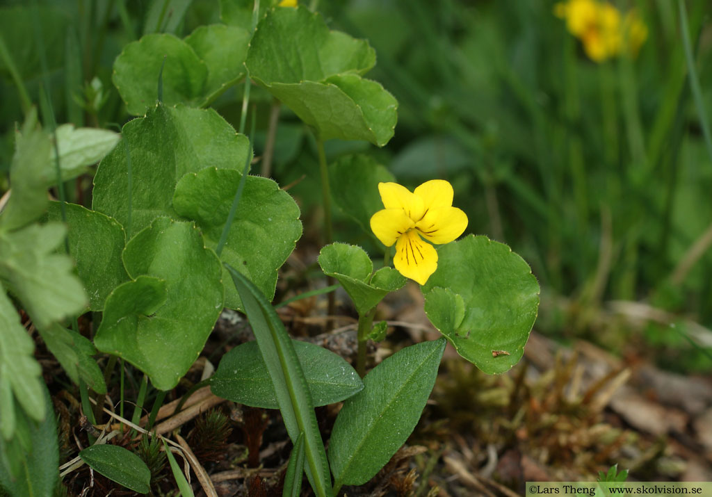 Fjällviol,Viola biflora