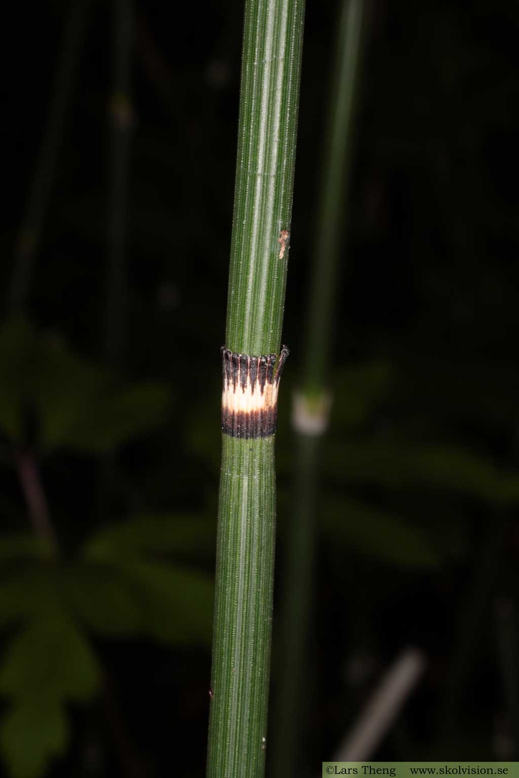 Skavfräken, Equisetum hyemale 