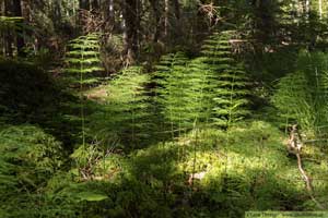 Skogsfräken, Equisetum sylvaticum