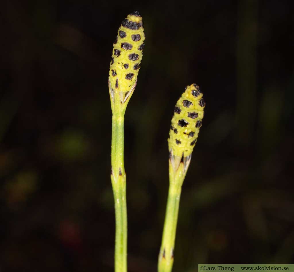 Trådfräken Equisetum scirpoides