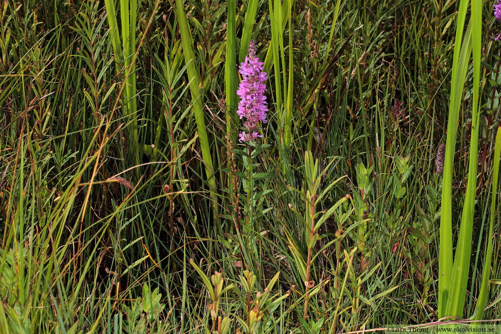 Fackelblomster, Lythrum salicaria