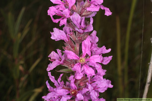 Fackelblomster, Lythrum salicaria