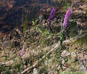 Fackelblomster, Lythrum salicaria