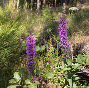 Fackelblomster, Lythrum salicaria