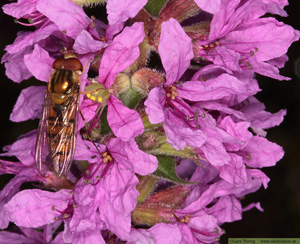 Fackelblomster, Lythrum salicaria