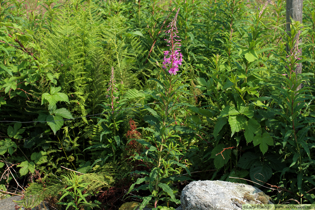 Mjölke, Chamaenerion angustifolium